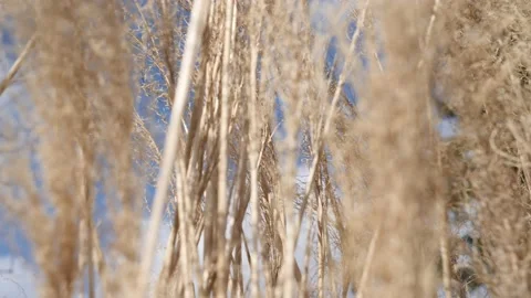 Silver Grass Or Miscanthus sinensis at Botanical Garden, Dolly Vídeos de archivo 200447460