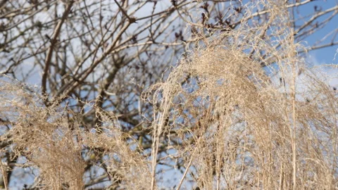 Silver Grass Or Miscanthus sinensis at Botanical Garden, Close Up Stock Footage 200447630