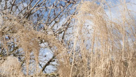 Silver Grass Or Miscanthus sinensis at Botanical Garden, Close Up Stock Footage 200447710