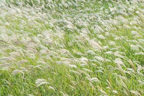 Silver grass Stock Photos