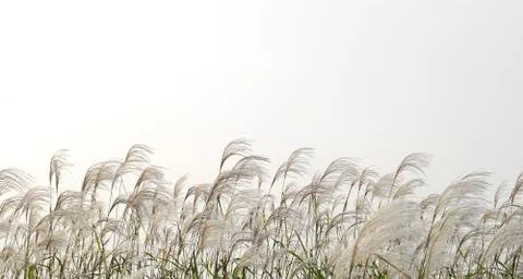 Silver grass Foto stock