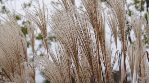 Silver grass seeds Stock Footage 83104731