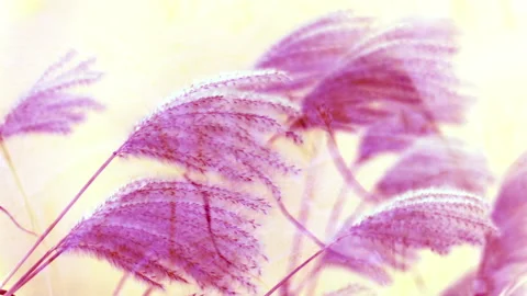 Silver grass shaking in the wind. Lavender and vanilla pastel colors. Vídeos de archivo 160056148