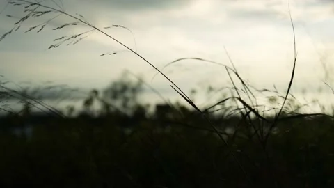Silver grass silhouette rippling on wind during sunset Stock Footage 151876631