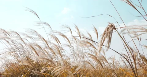 Silver grass swaying wind with blue sky in Autumn Stock Footage 154013518