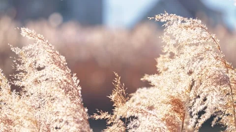 Silver Grass Swaying in Winter Field, Soft Natural Background Stock Footage 327276332