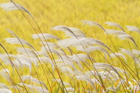 Silver grass with wind Stock Photos