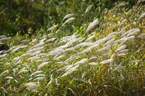 Silver grass with wind Stock Photos