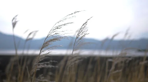 Silver grasses blowing in the wind Stock Footage 50143629