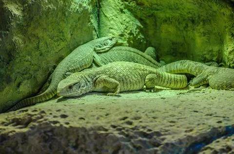 Silver gray lizzards in Loro Parque, Tenerife, Canary Islands. Stock Photos