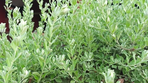 Silver green foliage of Texas sage bushes in a garden. Stock Footage 339331302