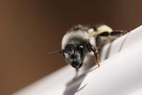 Silver grey bee on white surface against dark background macro Stock Photos