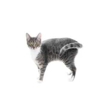Silver grey tabby cat Stock Photos