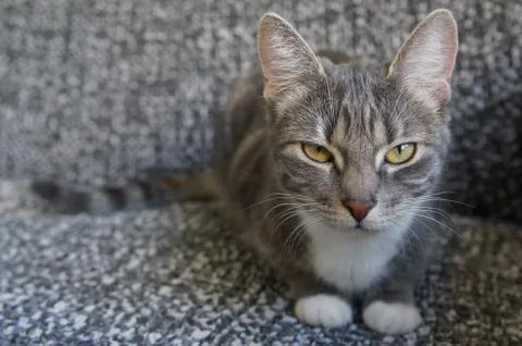 Silver grey tabby cat Stock Photos