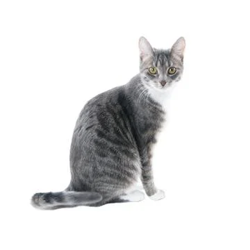 Silver grey tabby cat Stock Photos