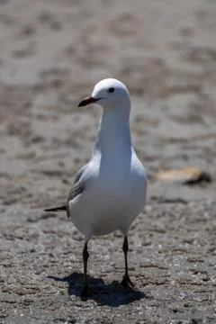 Silver gull on the beach Stock Photos