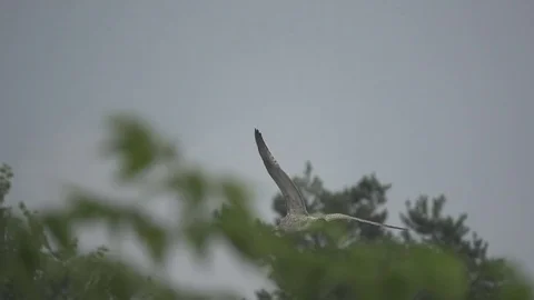 The silver gull is flying over the trees, slow motion Stock Footage 74368415