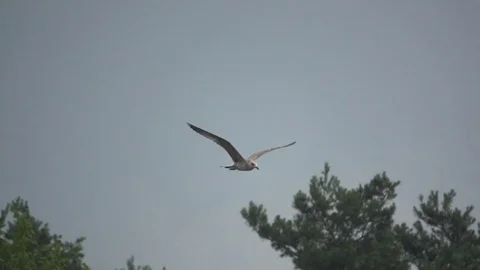 The silver gull is flying over the trees, slow motion Stock Footage 74368472