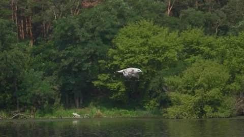 A silver gull is flying over the water in the background of a tree, slow motion Stock Footage 74368446