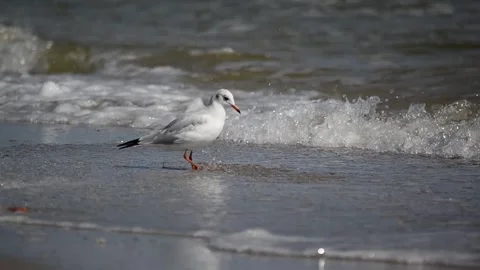 Silver gull foraging by oscillating its foot in sand at low tide to uncover prey Stock Footage 296486590