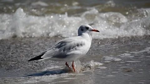 Silver gull foraging by oscillating its foot in sand at low tide to uncover prey Stock Footage 296486652