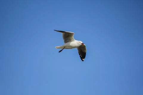 Silver Gull Mid-Flight Side View - 20 September 2011 Stock Photos