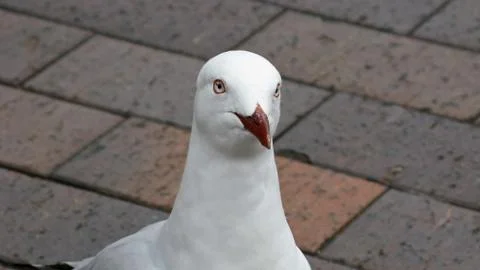 Silver gull Stock Photos