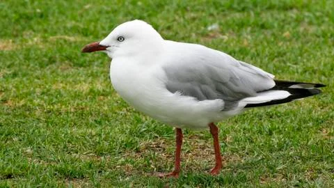 Silver gull Stock Photos