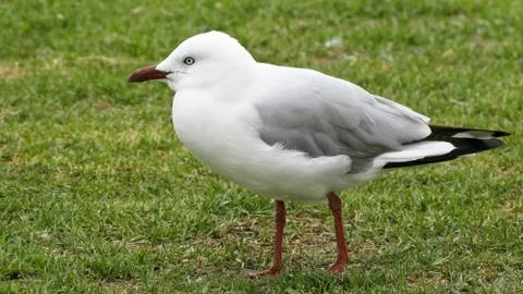 Silver gull Stock Photos