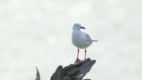 Silver Gull Preening and Balancing in Coastal Wind Stock Footage 340555051