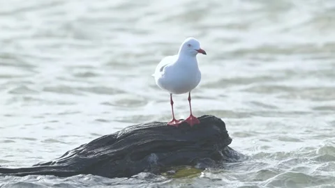 Silver Gull Preening and Balancing in Coastal Wind Stock Footage 340555100