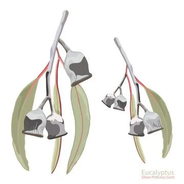 Silver gum Stock Illustration