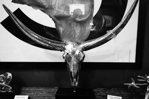 Silver Head 写真素材