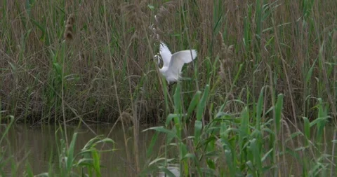 Silver heron bushes Stock Footage 281085834