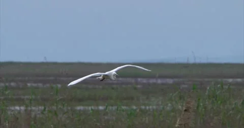 Silver heron landing 1 Stock Footage 281085791