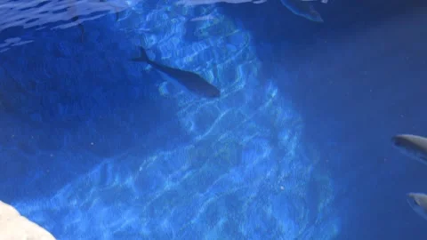  silver jack fish swim together in the blue waters in a tropical environment Stock-Footage 319206407