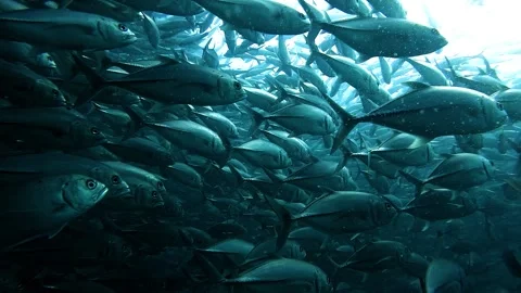 Silver Jackfish Vortex Underwater Stock Footage 325244155