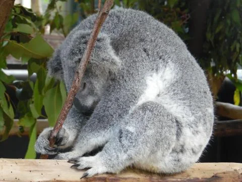 Silver Koala Bear Sleeping on a Tree Branch Stock Photos