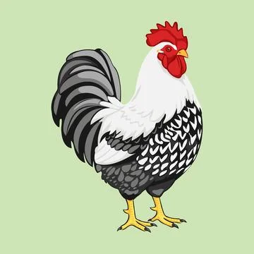 Silver Laced Rooster Standing  Vector Illustration Stock Illustration