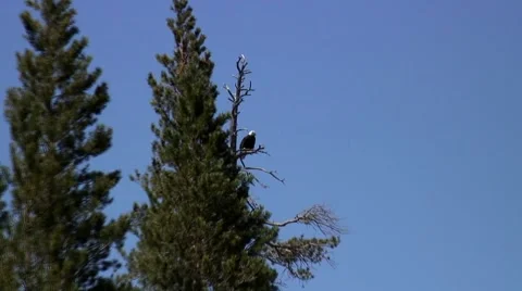Silver lake bald eagle Stock Footage 1020074