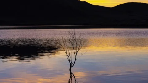Silver Lake Nevada with Single Small Tree in Water Time Lapse at Sunset Stock Footage 106554348