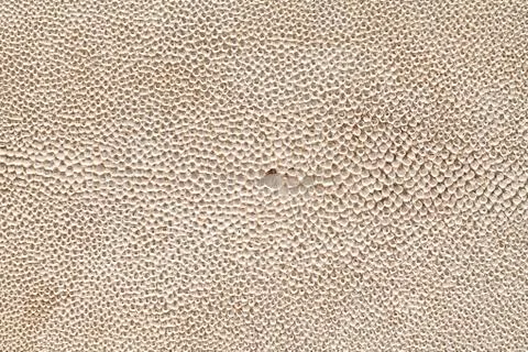 Silver leaf in leather Stock Photos