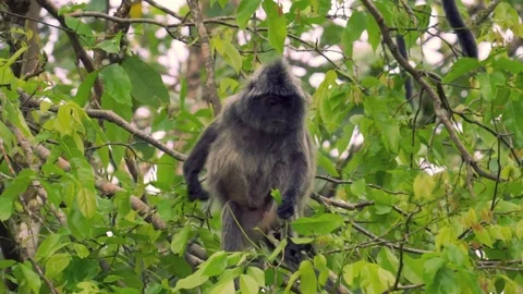 Silver leaf monkey eating and scratching on a tree (Bako, Malaysia) Stock Footage 90932968