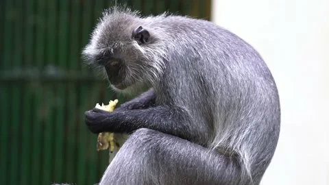 Silver leaf monkey is eating outside the barn in a public park Stock Footage 165966212
