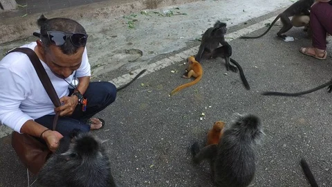 Silver leaf monkey hug its golden baby. Stock Footage 120974723