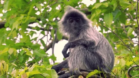 Silver leaf monkey looking at the camera, sitting on a tree in the jungle Stock Footage 90932983