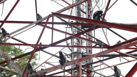 Silver Leaf Monkey Or family Langur In Bukit Malawati Of Kuala Selangor Stock Footage 72517857