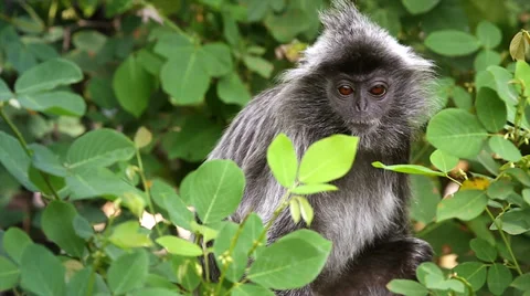 Silver Leaf Monkey or Langur feeding on leaves in the jungles of Borneo. Stock Footage 32550487