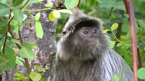Silver Leaf Monkey or Langur feeding on leaves in the jungles of Borneo. 스톡 동영상 32550501