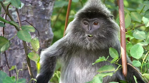 Silver Leaf Monkey or Langur feeding on leaves in the jungles of Borneo. Stock Footage 32550520